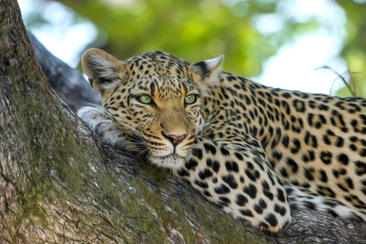 Leopard, Pune