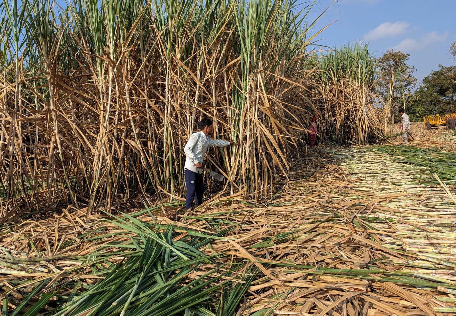 Sugar Mills in State Achieve Record Sugarcane Crushing Figures This Season