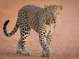 Leopard Attack Claims Life of 8-Year-Old Boy in Junnar